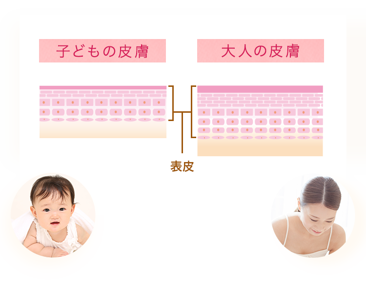 子どもの皮膚・大人の皮膚